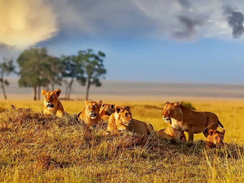 What Are the Best Wildlife Safari Holidays in Kenya?