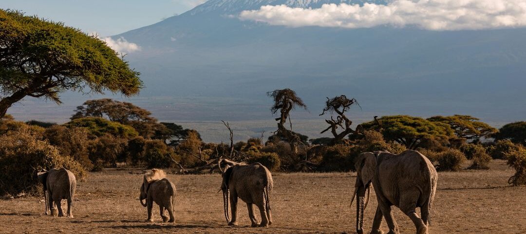 What Are the Top Kenya Safari Packages?