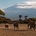 What Are the Top Kenya Safari Packages?