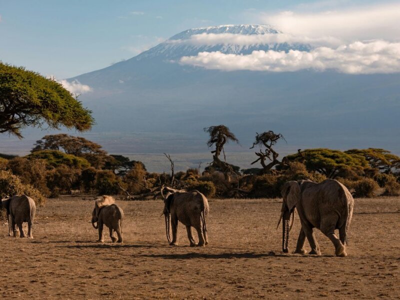 What Are the Top Kenya Safari Packages?