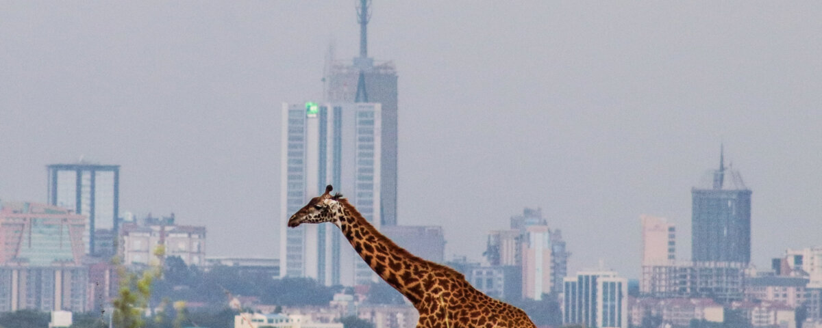 What Are the Top National Parks in Kenya?