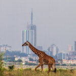 What Are the Top National Parks in Kenya?