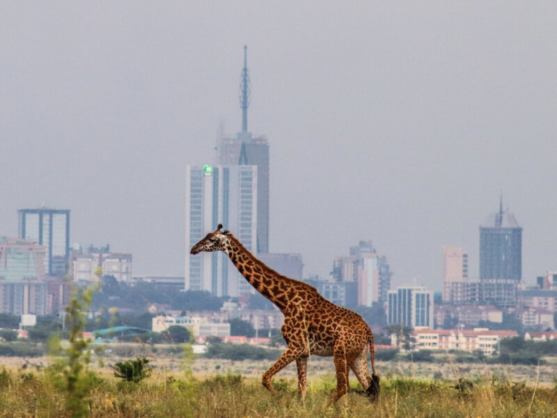 What Are the Top National Parks in Kenya?