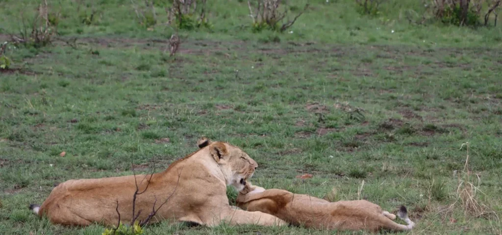 What Is Included in Kenya Safari Packages?