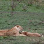 What Is Included in Kenya Safari Packages?