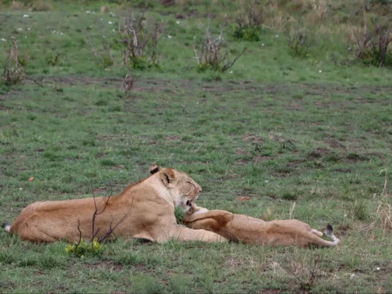 What Is Included in Kenya Safari Packages?