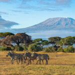 What Is Special About Masai Mara Safaris?