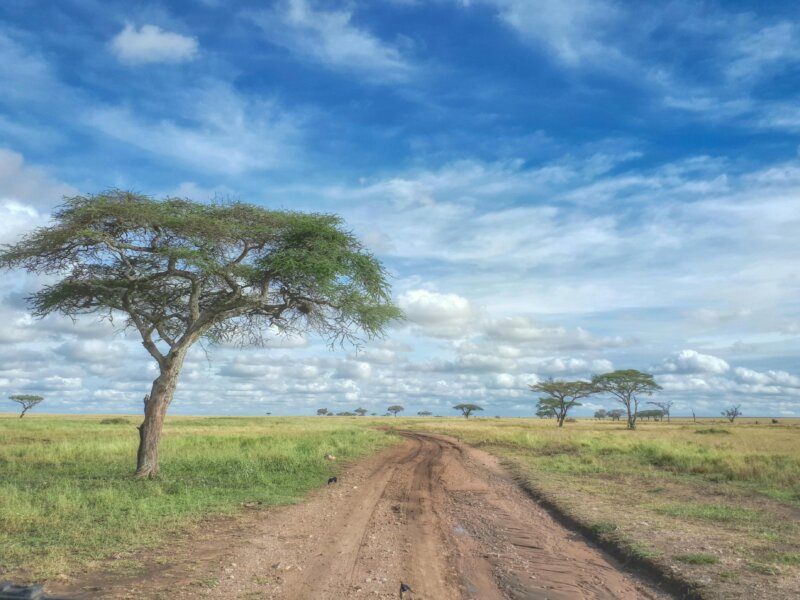 What Is the Best Kenya Safari Itinerary?