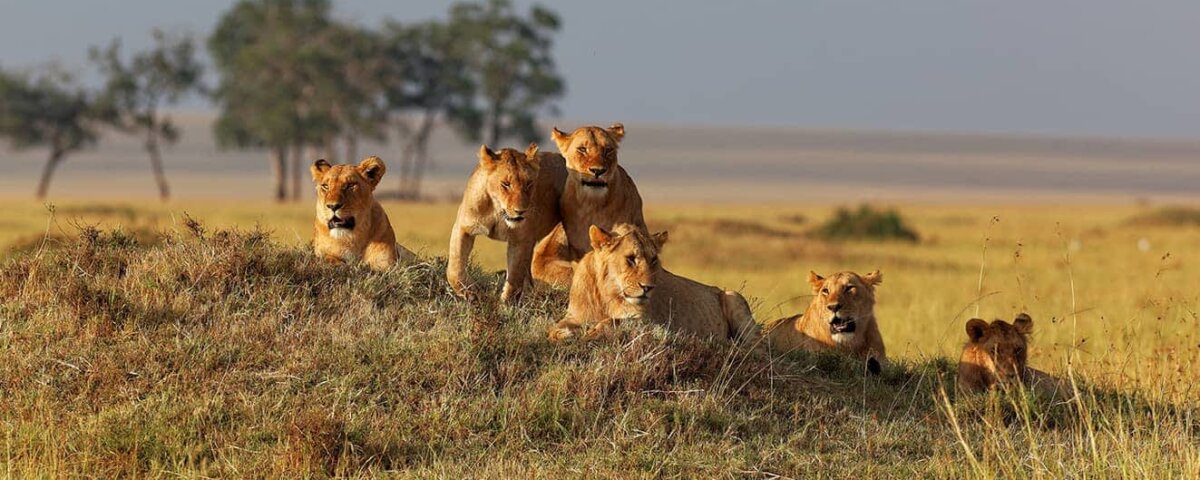 What Is the Best Time for a Masai Mara Safari?
