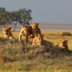 What Is the Best Time for a Masai Mara Safari?