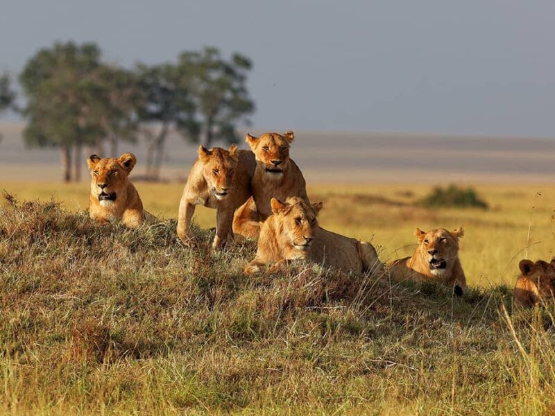 What Is the Best Time for a Masai Mara Safari?