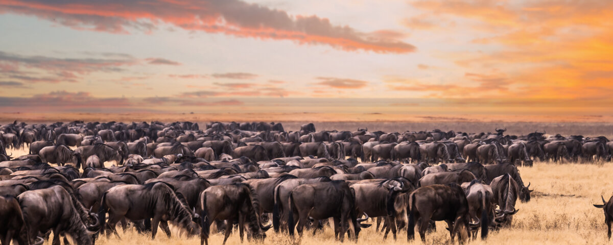 What Is the Great Migration in Kenya?
