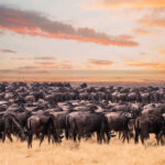 What Is the Great Migration in Kenya?
