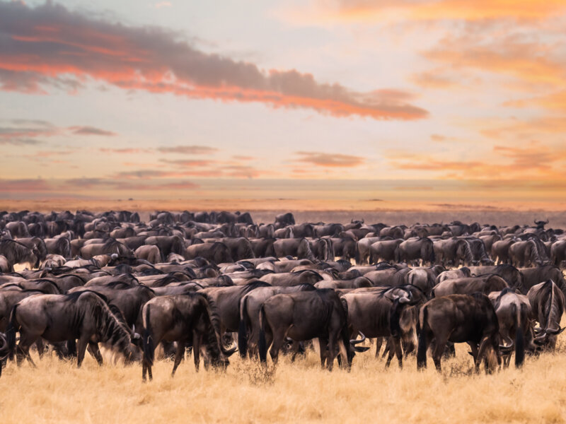 What Is the Great Migration in Kenya?