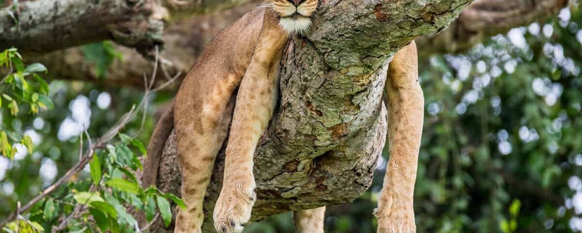What animals can I see on a Uganda safaris