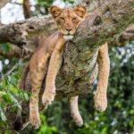 What animals can I see on a Uganda safaris