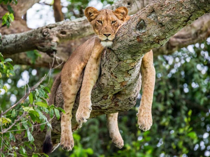 What animals can I see on a Uganda safaris