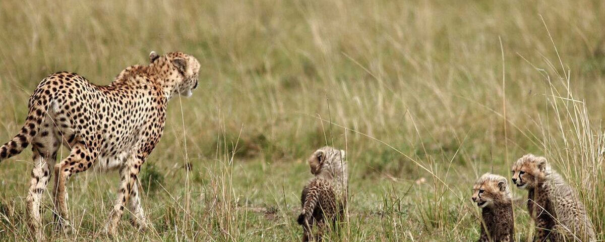 What are the best Kenya group safaris?
