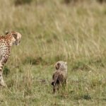 What are the best Kenya group safaris?