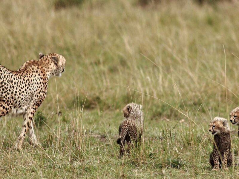 What are the best Kenya group safaris?