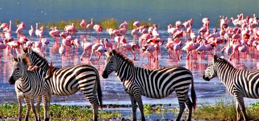 What are the best Kenya safari experiences for families?