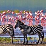 What are the best Kenya safari experiences for families?