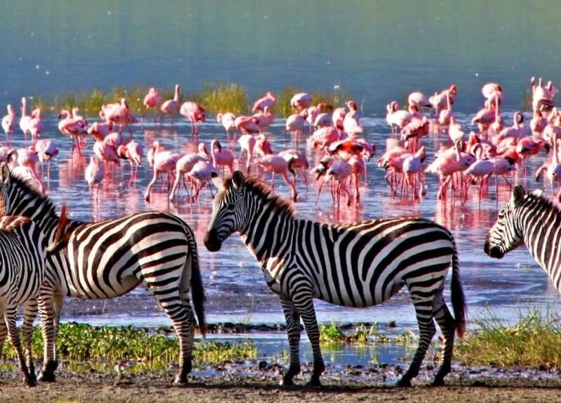 What are the best Kenya safari experiences for families?