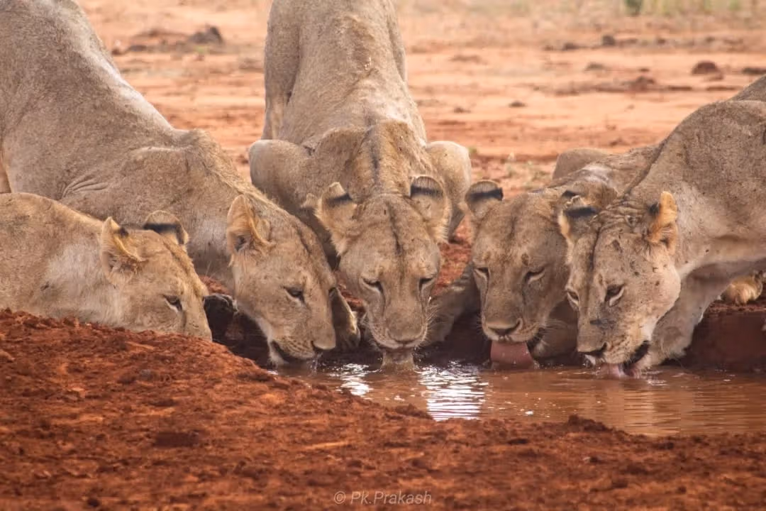 What are the best Kenya safari packages for couples and families?