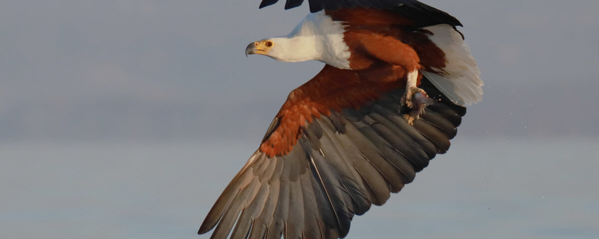 What are the best Kenya safari tours for birdwatchers?