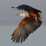 What are the best Kenya safari tours for birdwatchers?