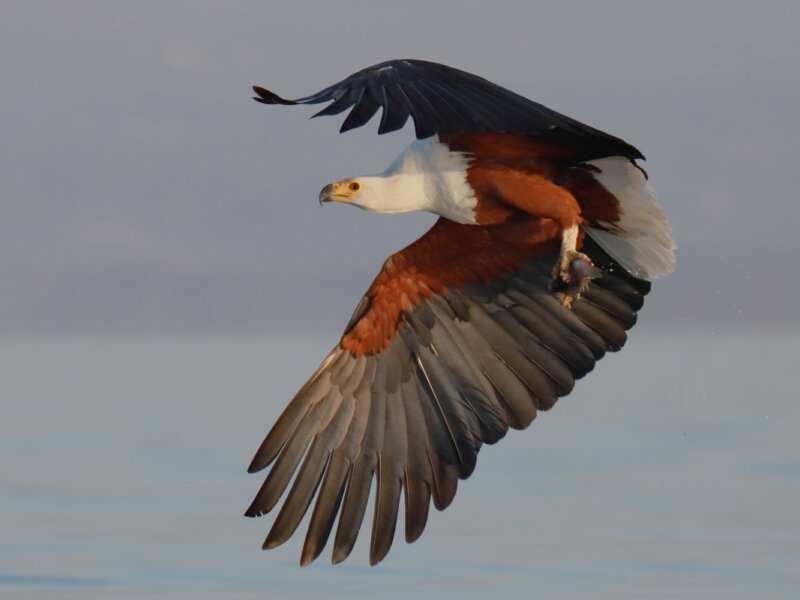What are the best Kenya safari tours for birdwatchers?