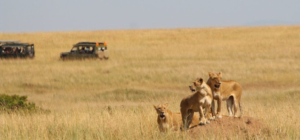 What are the best Kenya safari tours for group travel?