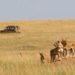 What are the best Kenya safari tours for group travel?