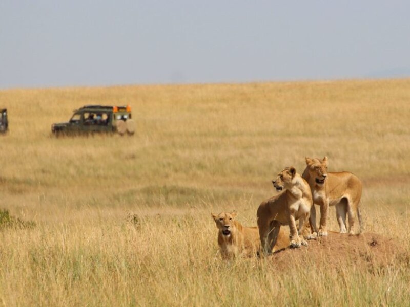What are the best Kenya safari tours for group travel?