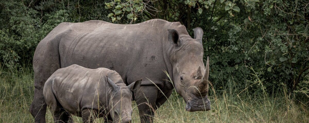 What are the best Uganda safari tours