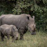 What are the best Uganda safari tours