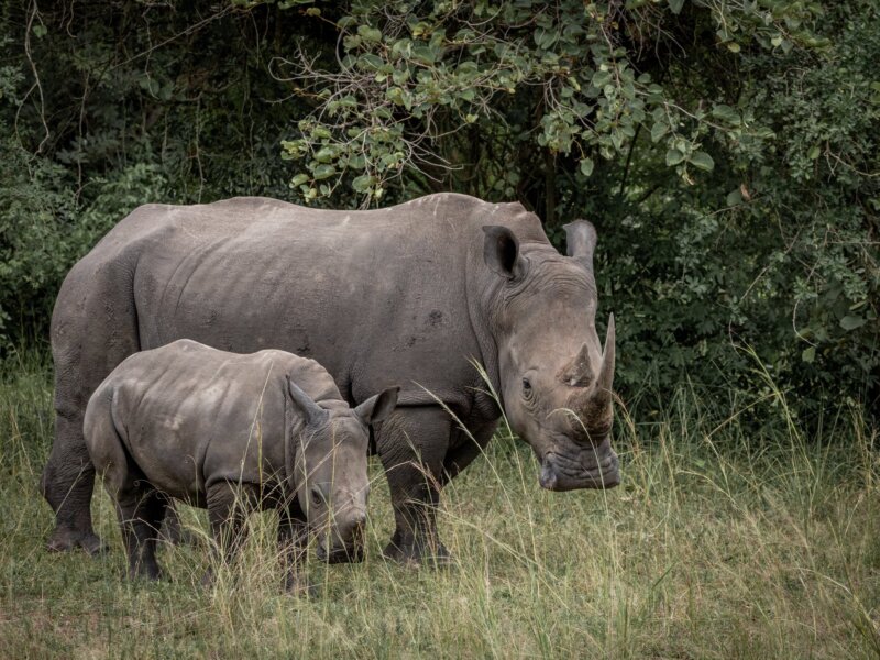 What are the best Uganda safari tours
