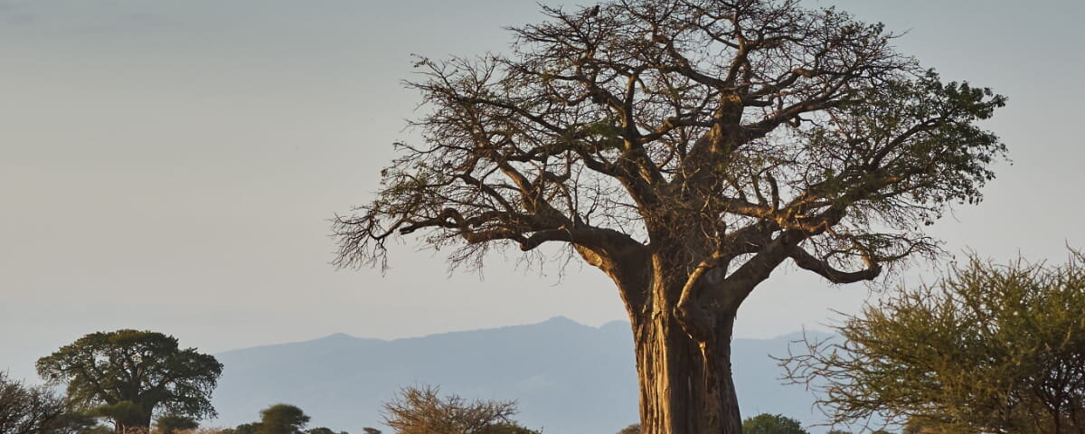 What are the best safari adventures with cultural tours in Kenya?