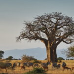 What are the best safari adventures with cultural tours in Kenya?