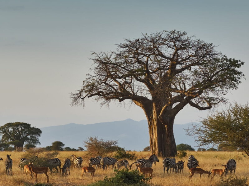 What are the best safari adventures with cultural tours in Kenya?