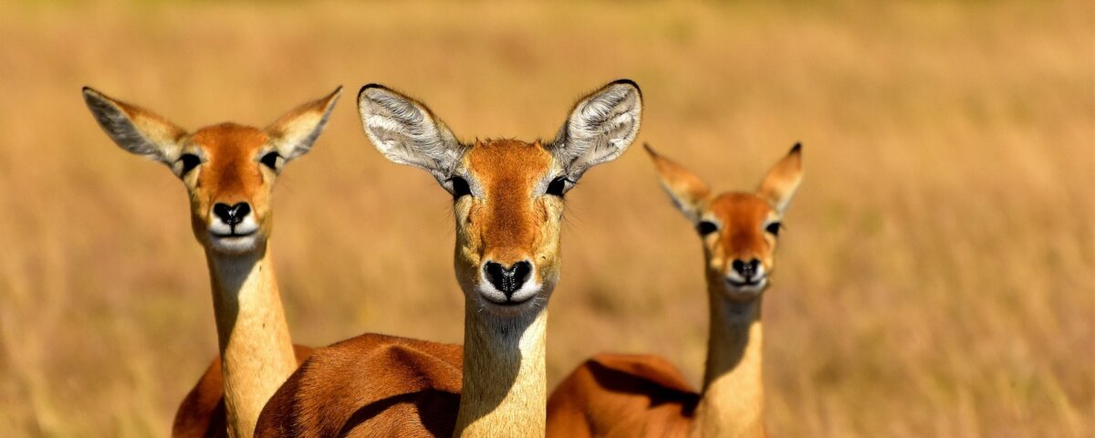What are the best safari holidays for wildlife photography?