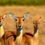 What are the best safari holidays for wildlife photography?