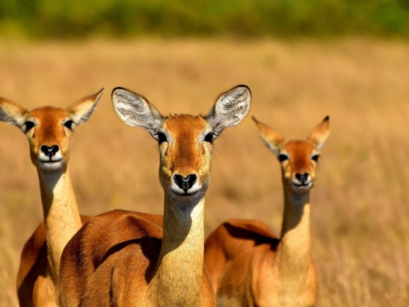 What are the best safari holidays for wildlife photography?