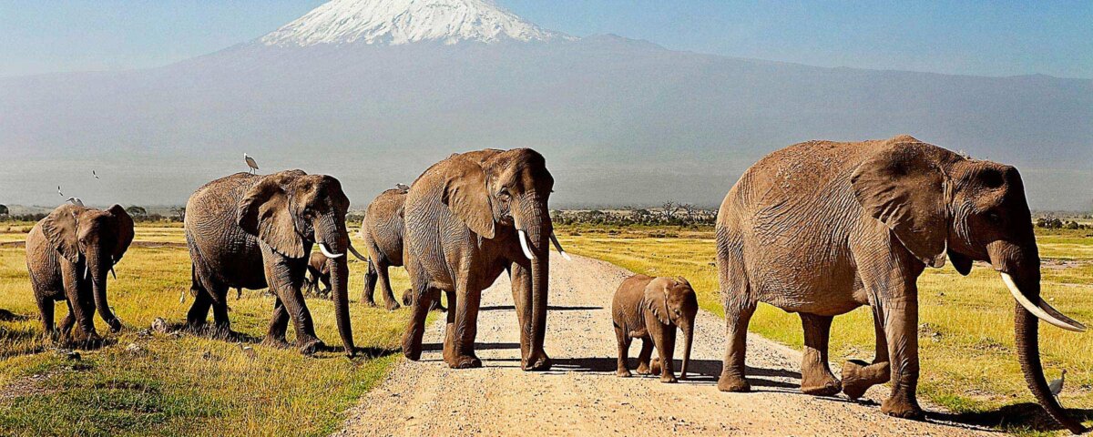 What are the best safari parks for scenic adventures in Kenya?