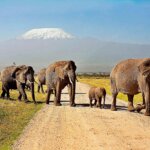 What are the best safari parks for scenic adventures in Kenya?