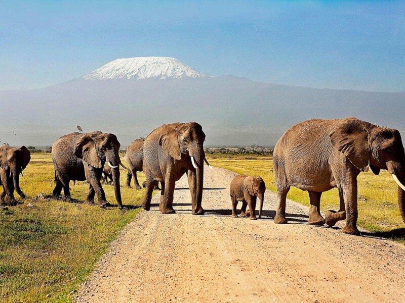 What are the best safari parks for scenic adventures in Kenya?