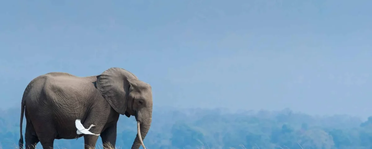 What are the best safari parks for scenic wildlife photography?
