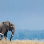 What are the best safari parks for scenic wildlife photography?