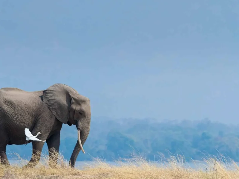 What are the best safari parks for scenic wildlife photography?