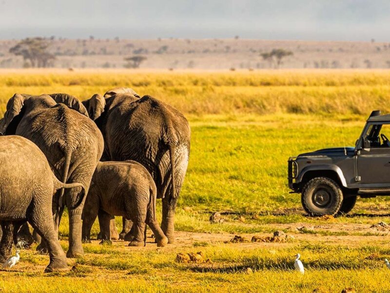 What are the best safari parks for wildlife viewing during migration?